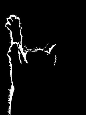 CAT SCRATCHING