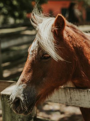 CAVALO NA FAZENDA EM DIA DE SOL