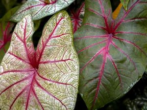 FOLHAS DE CALADIUM