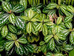 PEQUENAS FOLHAS VERDES