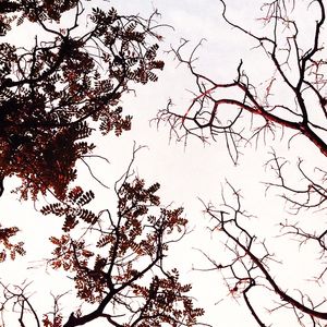 CONTRASTE - SECO VIVO