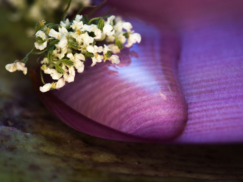DELICADEZA FLUTUANTE