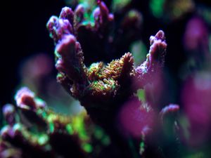 MARINE LIFE SERIES (9)
