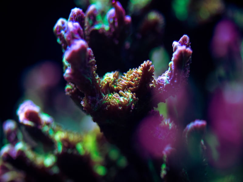 MARINE LIFE SERIES (9)