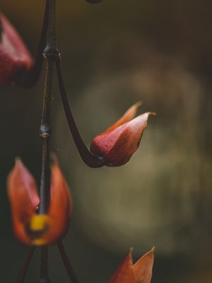 VARAL FLORAL