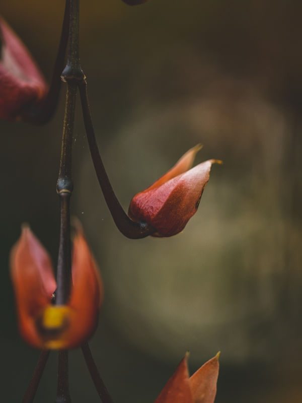 VARAL FLORAL