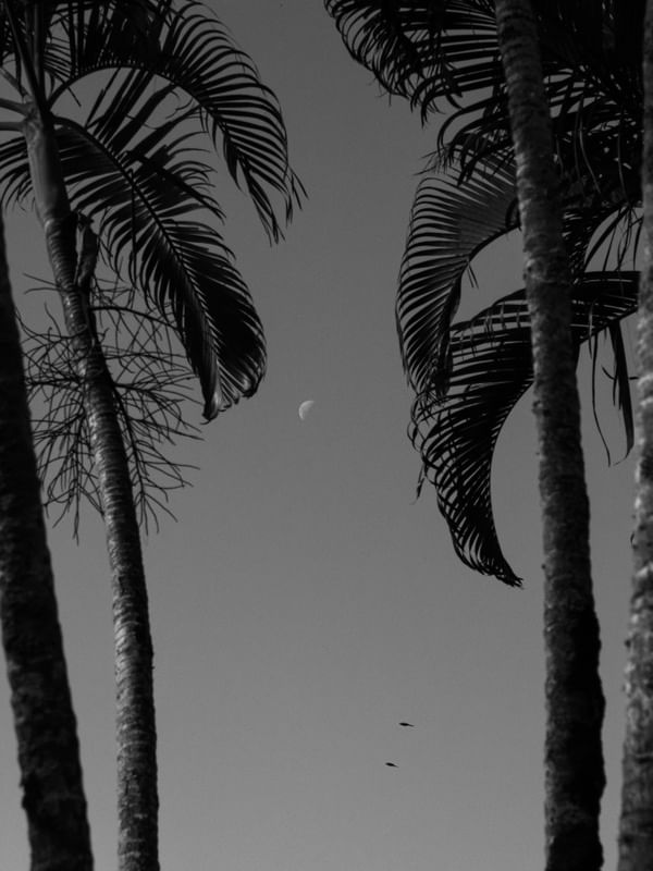 LUA E COQUEIROS