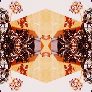 FOLHAS NA PAREDE