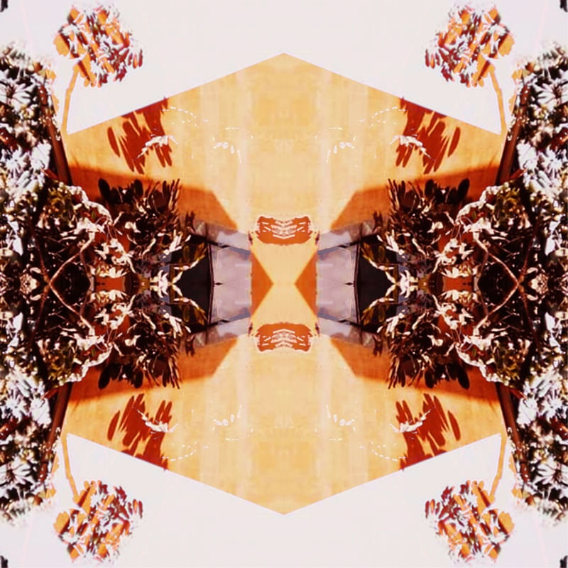 FOLHAS NA PAREDE