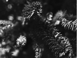 DETALHES - FOLHAS DE PINHEIRO