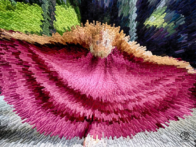 SAIA LONGA ROSA