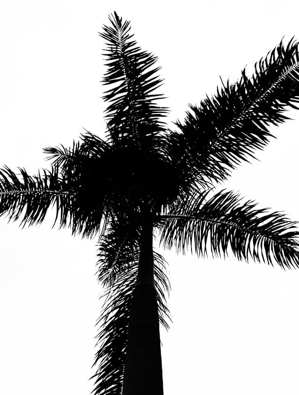 PALMAS
