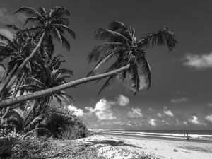COQUEIROS PRAIA DA BALEIA_CE_PNW