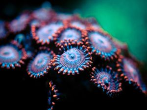 MARINE LIFE SERIES (12)