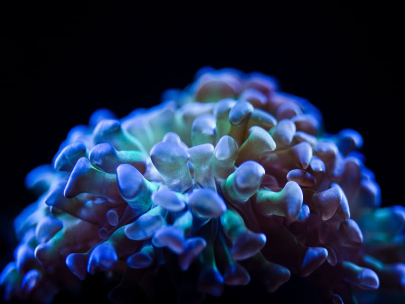 MARINE LIFE SERIES (18)