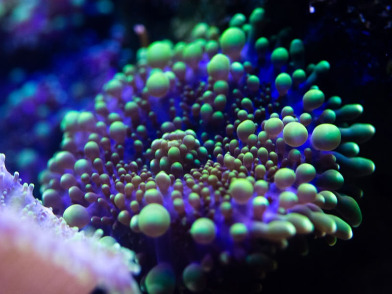MARINE LIFE SERIES (22)