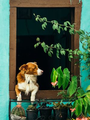 CACHORRO APOSENTADO