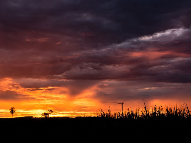 SUNSET FIELDS FOREVER