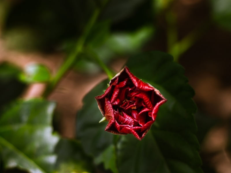 BOTÃO FLOR VERMELHA