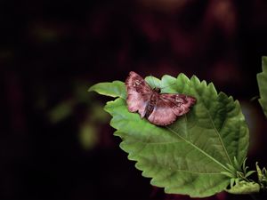 MARIPOSA REPOUSA