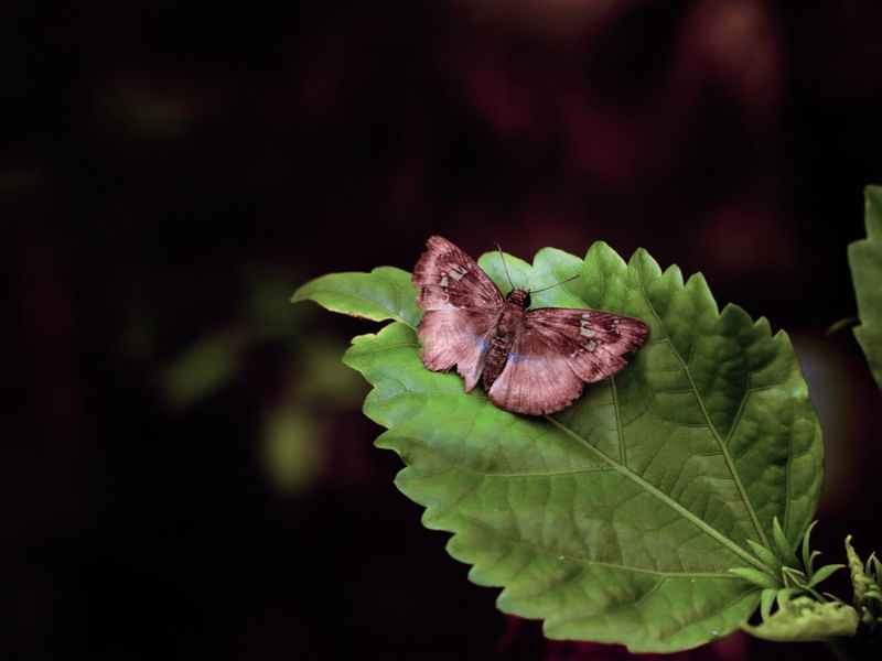 MARIPOSA REPOUSA