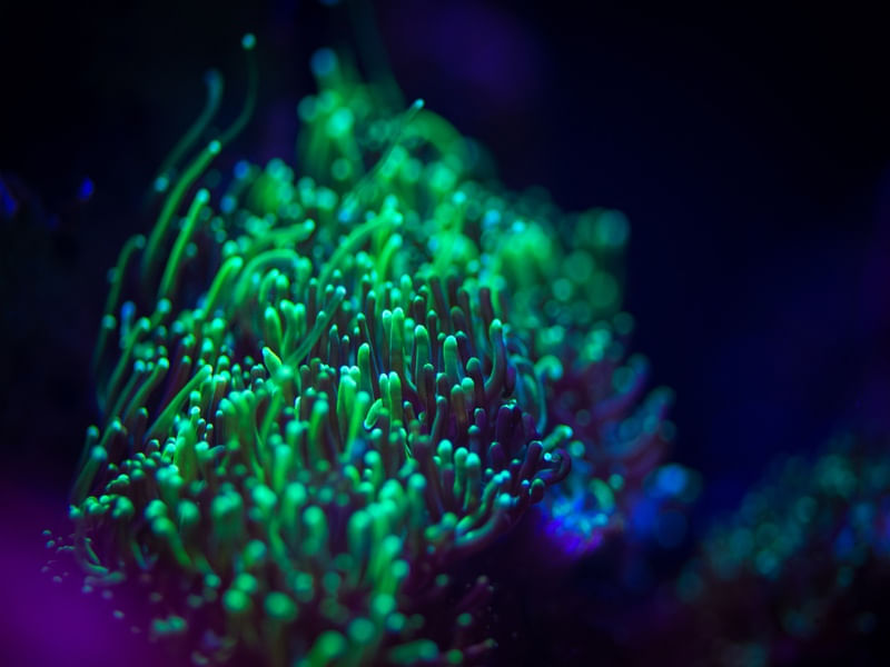 MARINE LIFE SERIES (16)
