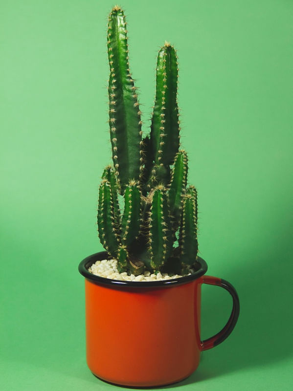 POPART CACTO II