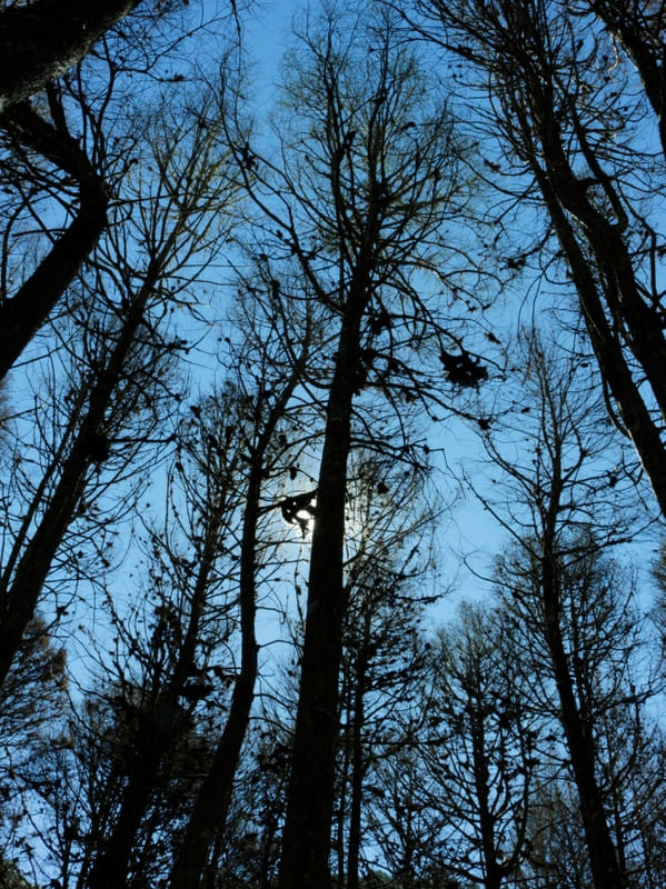 FLORESTA EM CAMPOS DO JORDÃO