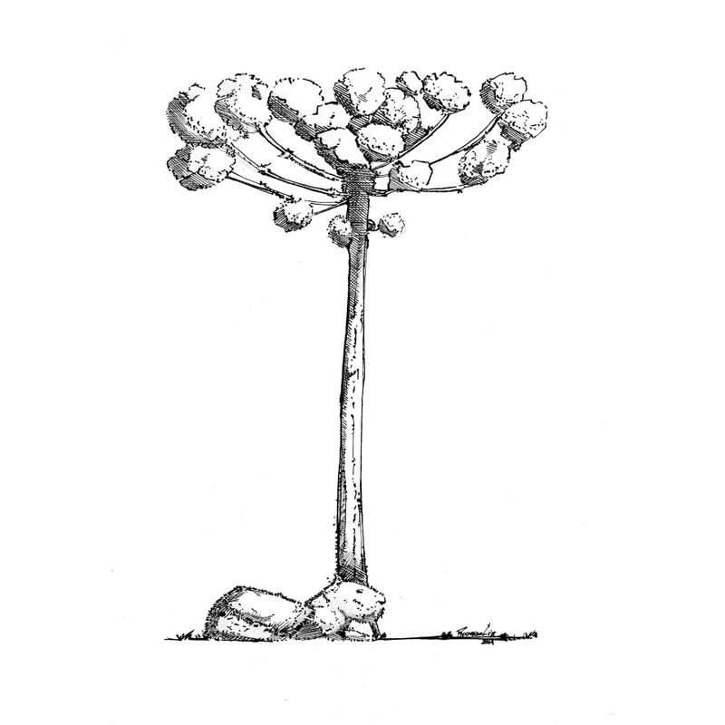AS ARAUCÁRIAS - CAMPIVARA