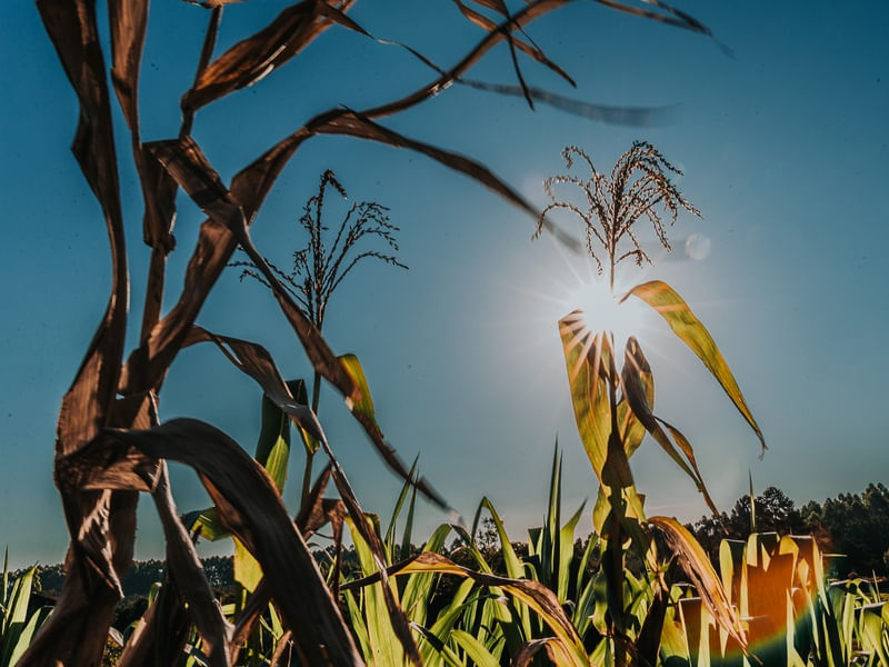 RAIOS DE SOL NA PLANTAÇÃO