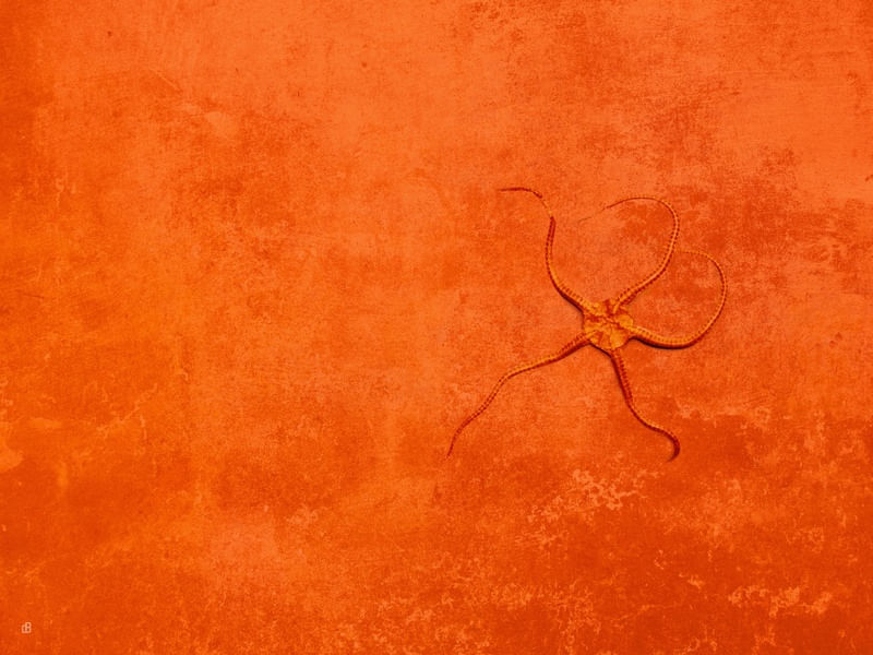 FÓSSIL BRITTLE STAR