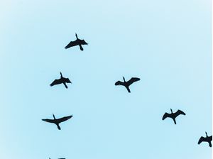 BIRDS IN BLU