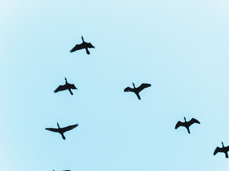 BIRDS IN BLU