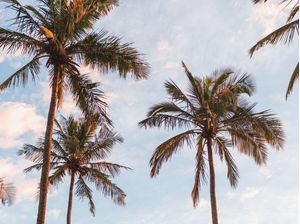 COQUEIROS E CÉU