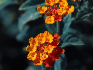 ORQUÍDEA SILVESTRE I
