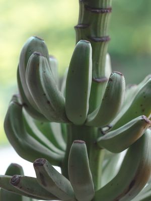 BANANAS (VERDE)