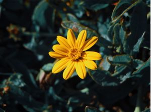 PEQUENA FLOR SILVESTRE