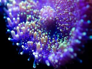 MARINE LIFE SERIES (26)