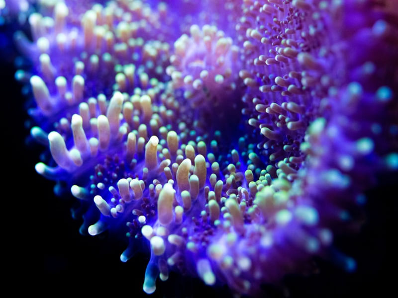 MARINE LIFE SERIES (26)