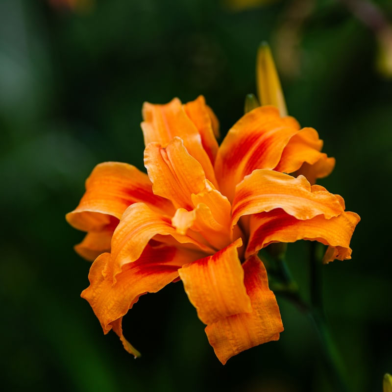 FLOR LARANJA
