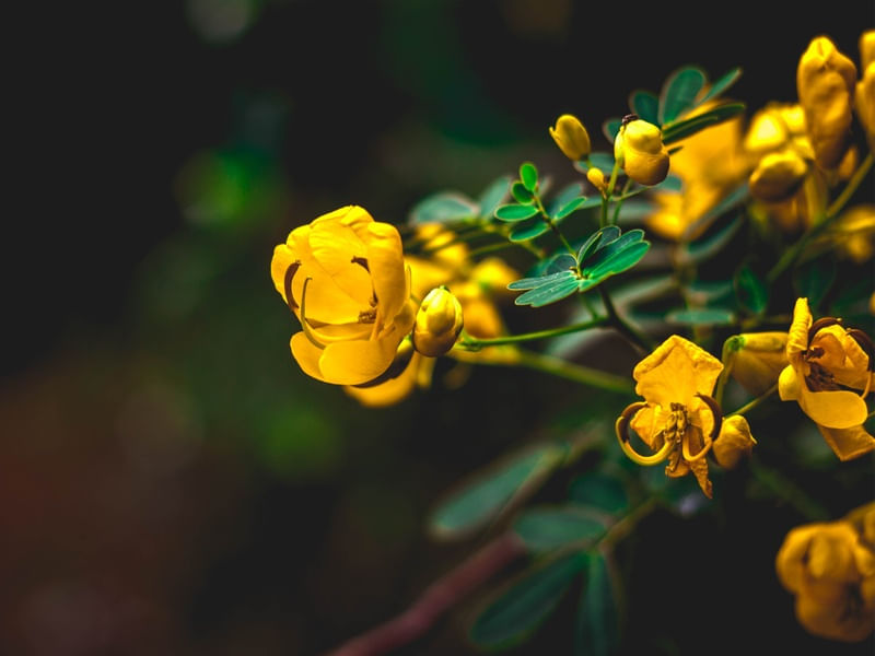 FRORZINHA AMARELA