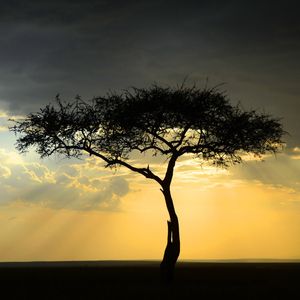 ÁFRICA 4