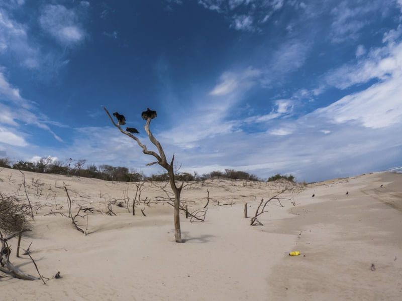 AVES_PRAIA DE AGULHAS_FORTIM_CE