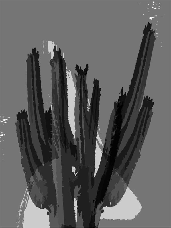CACTUS 5 - DV
