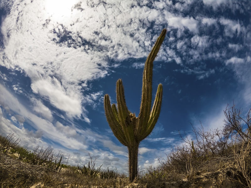 CACTUS_PRAIA DE AGULHAS_FORTIM_CE_II