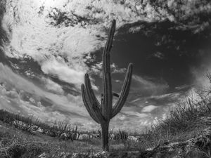 CACTUS_PRAIA DE AGULHAS_FORTIM_CE_PNW
