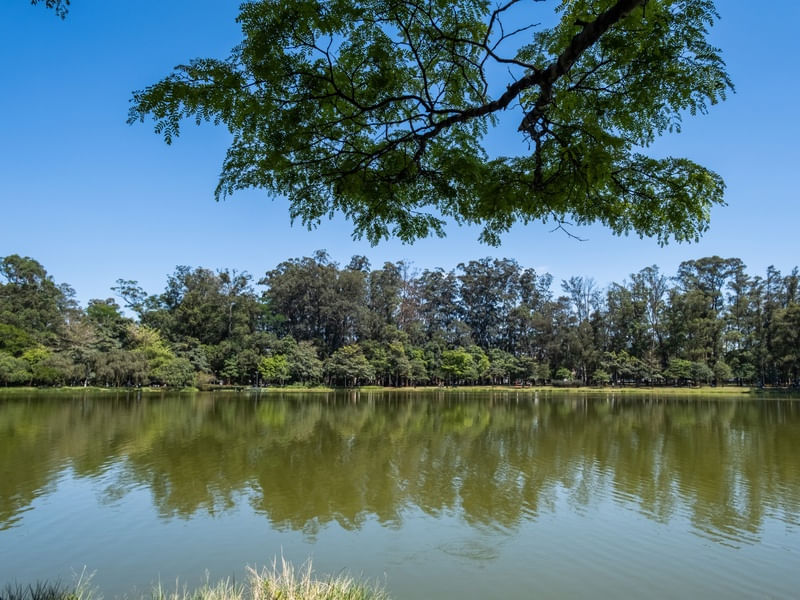 CONTEMPLAÇÃO NO IBIRAPUERA