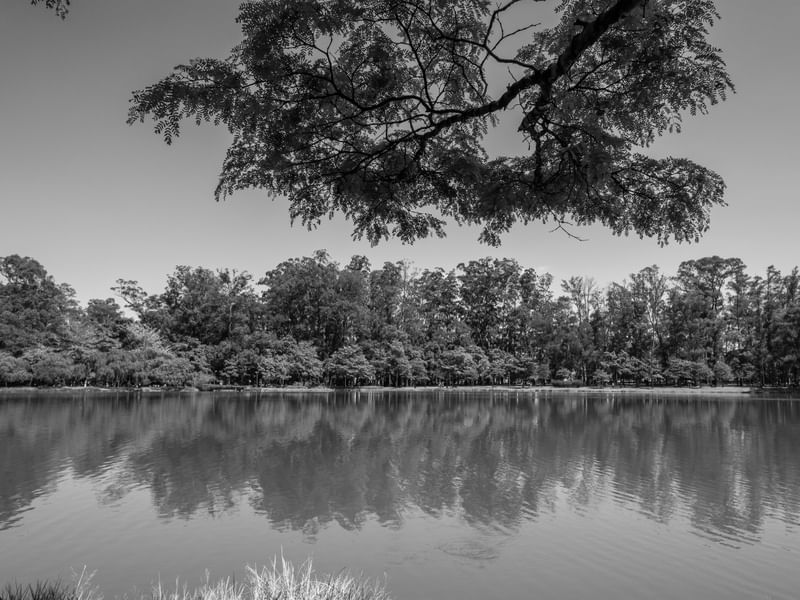 CONTEMPLAÇÃO NO IBIRAPUERA NIGRI