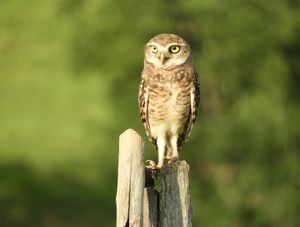 CORUJA EM MEIO A NATUREZA