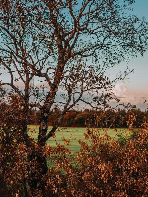 DETALHES DA NOSSA NATUREZA